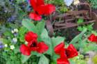 dsc_0133_small.jpg