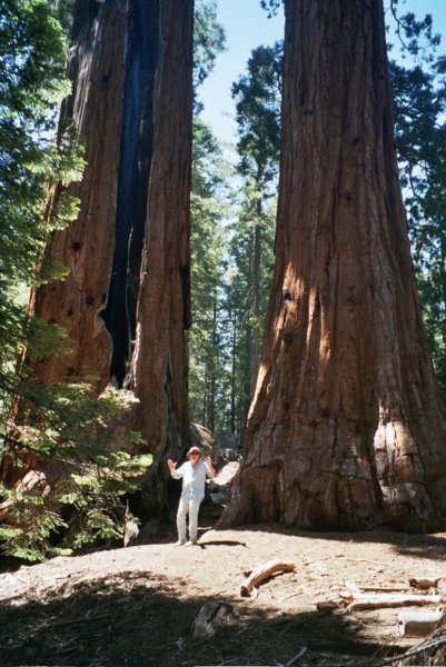 165 Al 2Sequoias2 al2sequoias2.jpg