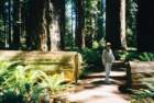 albyredwoodca_small.jpg