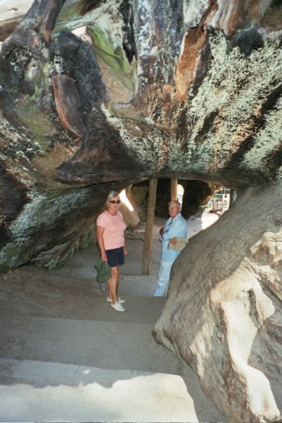 163 Al Vi old treehouse alvioldtreehouse.jpg