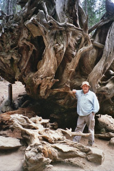157 casey dragon driftwood Seq Pk caseydragondriftwoodseqpk.jpg