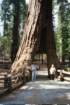 drivethrutreealvi_small.jpg