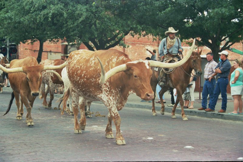007 Longhorns longhorns.jpg