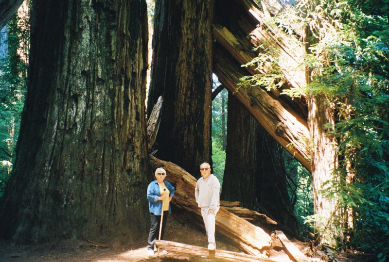 062 Vi Al by fallen redwoods CA vialbyfallenredwoodsca.jpg