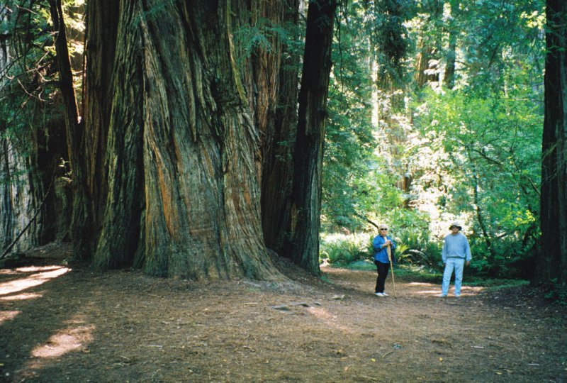 066 Vi Al by redwoods CA vialbyredwoodsca.jpg