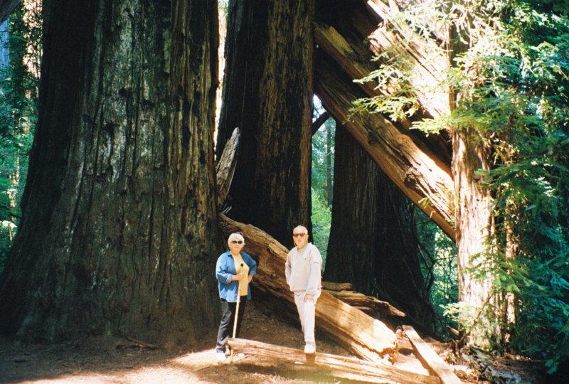 072 Vi Al fallen redwoods CA 2 vialfallenredwoodsca2.jpg