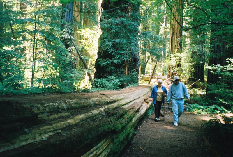 077 Vi Al walk by redwood CA vialwalkbyredwoodca.jpg