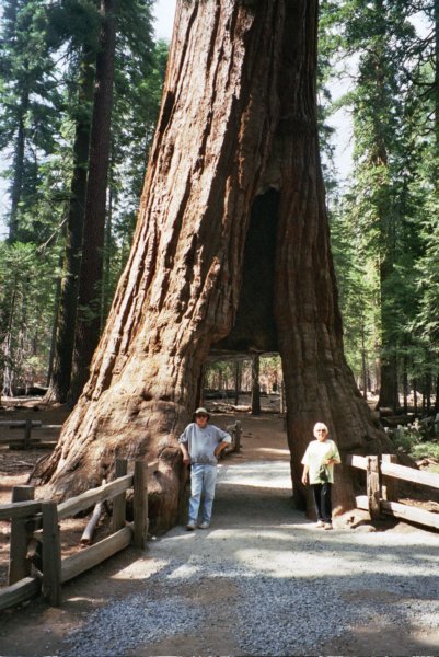 161 Vi Al walkthru tree2 vialwalkthrutree2.jpg