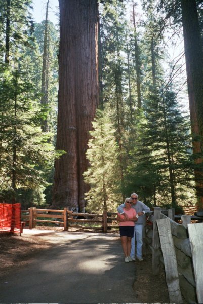 200 Vi and Al by big Sequoia viandalbybigsequoia.jpg