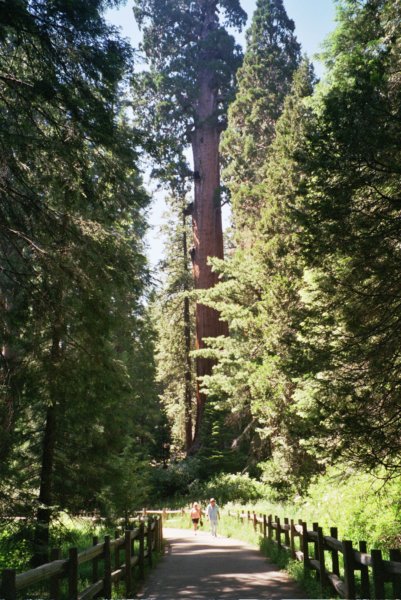 217 Vi and Al on Sequoia path-best viandalonsequoiapathbest.jpg