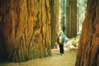 vibyredwoodca_small.jpg
