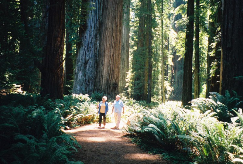 089 Vi Casey glow in redwoods CA vicaseyglowinredwoodsca.jpg