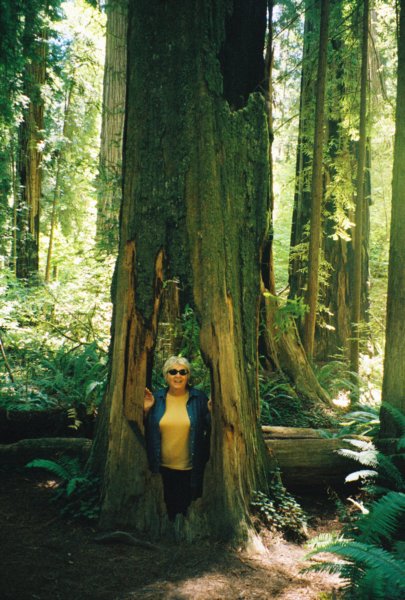 093 Vi in redwood CA viinredwoodca.jpg