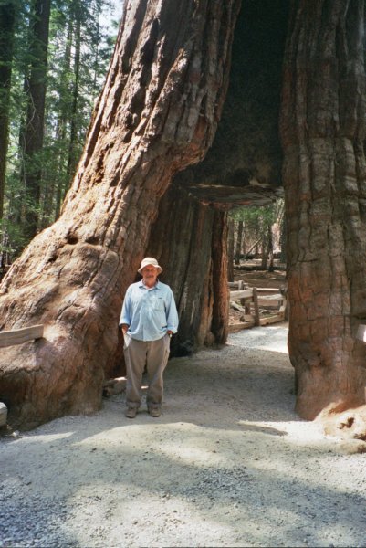 154 Walk thru tree Seq Pk Casey walkthrutreeseqpkcasey.jpg