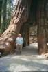 walkthrutreeseqpkcasey_small.jpg