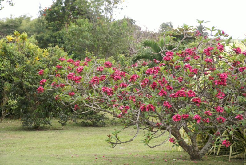 Day 13 - Basseterre, St Kitts 31 day13basseterrestkitts31.jpg