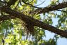 audubon_corkscrew_swamp_01_small.jpg