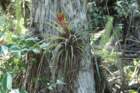audubon_corkscrew_swamp_02_small.jpg