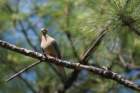 audubon_corkscrew_swamp_05_small.jpg