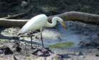 audubon_corkscrew_swamp_06_small.jpg