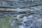 audubon_corkscrew_swamp_07_small.jpg