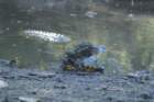 audubon_corkscrew_swamp_08_small.jpg
