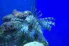 decmiamiaquarium01_small.jpg
