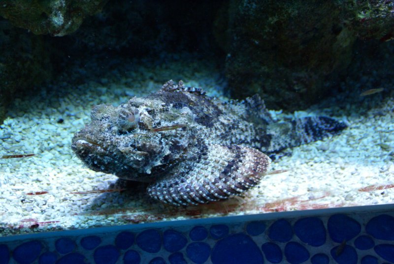 Dec - Miami Aquarium 03 decmiamiaquarium03.jpg