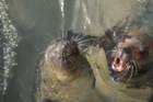 decmiamiaquarium09_small.jpg