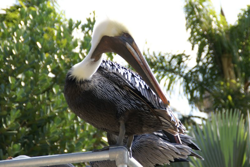 Dec - Miami Aquarium 14 decmiamiaquarium14.jpg