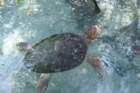 decmiamiaquarium16_small.jpg