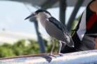 decmiamiaquarium27_small.jpg