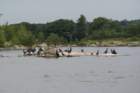comorantsday6theriver2_small.jpg