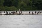 comorantsday6theriver3_small.jpg