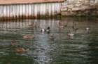 theducksday2theriver7_small.jpg
