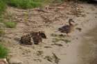theducksday2theriver8_small.jpg