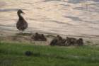 theducksday2theriver9_small.jpg