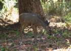 _animals_yosemite_10091_small.jpg