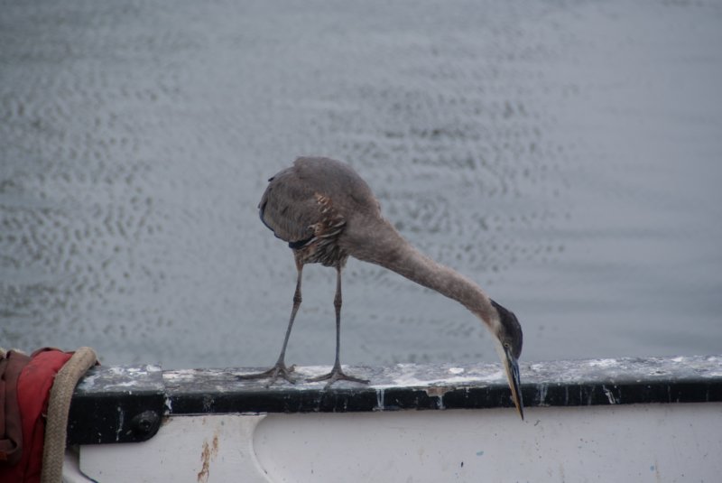 080913_birds_san_pedro_09015 _birds_san_pedro_09015.jpg