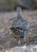 _birds_yosemite_09909_small.jpg