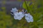 _plants_queen_mary_08687_small.jpg