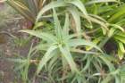 _plants_queen_mary_08691_small.jpg