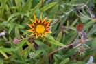 _plants_queen_mary_08693_small.jpg