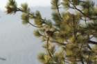 _plants_yosemite_09878_small.jpg