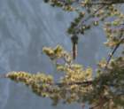 _plants_yosemite_09879_small.jpg