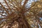 _plants_yosemite_10117_small.jpg