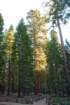 _scenes_yosemite_10192_small.jpg