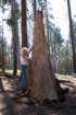 _scenes_yosemite_10701_small.jpg