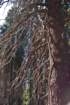 _scenes_yosemite_10720_small.jpg