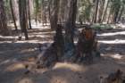 _scenes_yosemite_10732_small.jpg